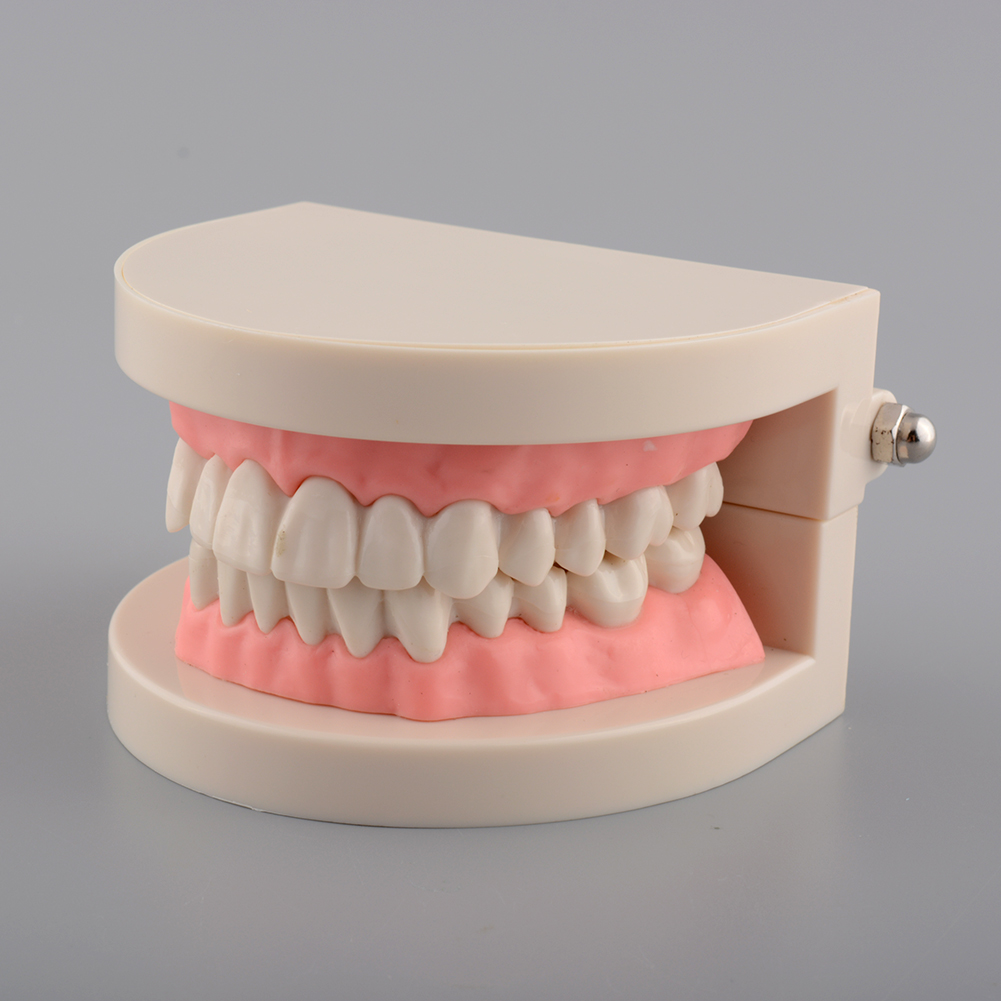 Kkmall Hot Dental Life-size Teeth Model For Teaching Children Kids Oral 